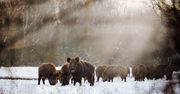 Niemcy: Rekordowy odstrzał dzików w sezonie 2017/2018. "To zabezpieczenie przed ASF"