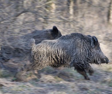 ASF. Badania potwierdzają - powstała pierwsza skuteczna szczepionka przeciw wirusowi