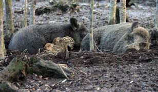 Myśliwi strzelają do dzików, ale w rzeczywistości mierzą również w nas. Tak to działa