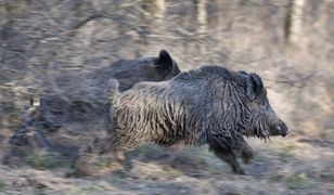 ASF. Badania potwierdzają - powstała pierwsza skuteczna szczepionka przeciw wirusowi