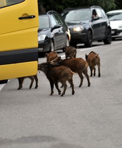 Ludzie boją się dzików. Władze Rybnika reagują: będzie odstrzał