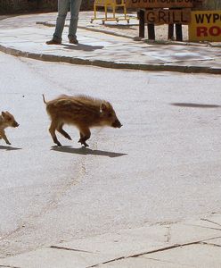 Sensacja nad morzem. Dziki wyszły z lasu i straszą turystów