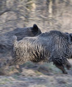ASF. W strefach zagrożonych wirusem ceny tucznika drastycznie wrastają