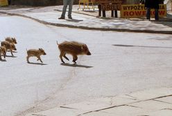 Sensacja nad morzem. Dziki wyszły z lasu i straszą turystów