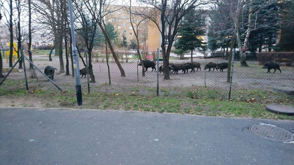 Poznań. Dziki wtargnęły do ogródka przedszkolnego. Jeden osobnik jest agresywny