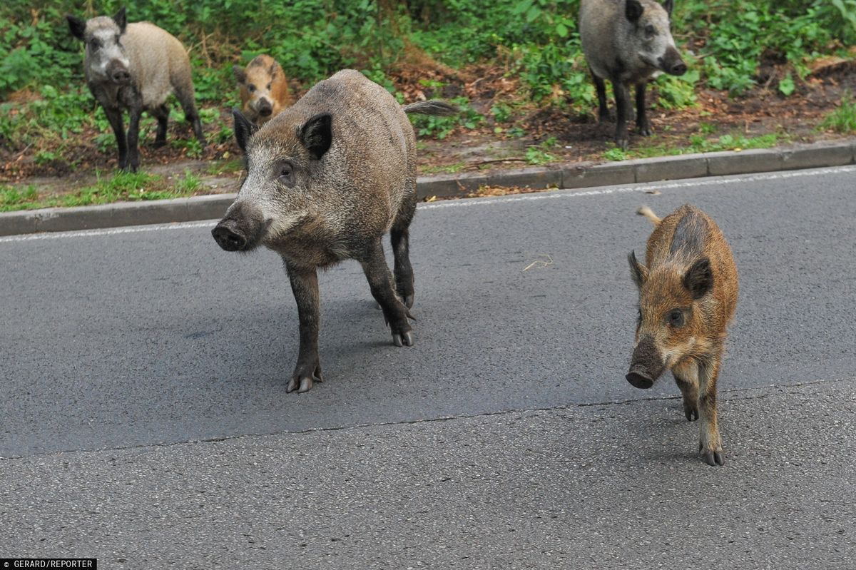 Wyciekło drastyczne nagranie z polowania na Pomorzu. Tak myśliwi walczą z ASF