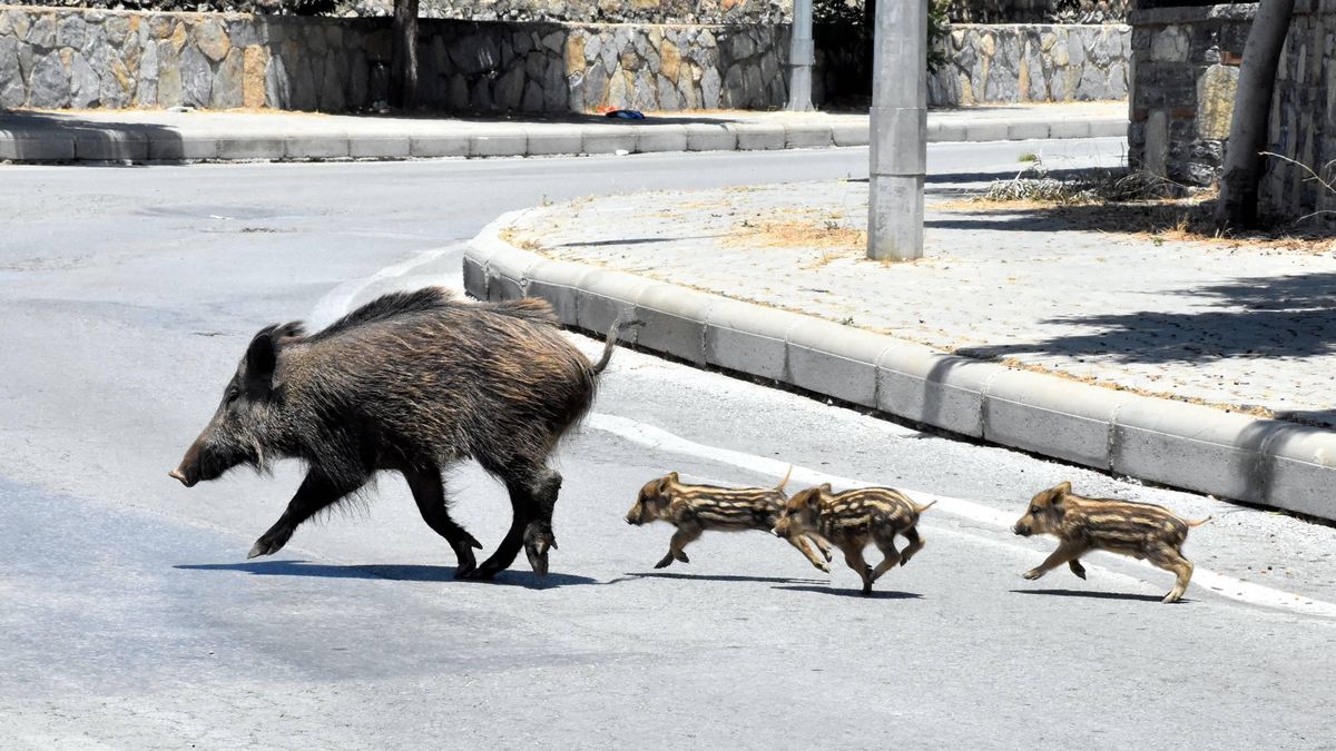 ASF. Pierwszy przypadek wirusa na Dolnym Śląsku