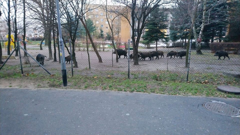 Poznań. Dziki wtargnęły do ogródka przedszkolnego. Jeden osobnik jest agresywny 