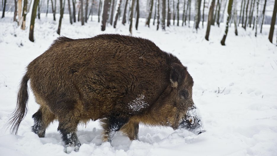 Dzik zaatakował ekipę majstrów na budowie pod Olsztynem.