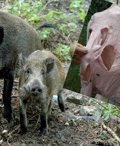 Dziki zniszczyły jej całą działkę. Do odstraszania dostała petardy