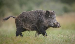 ASF – koszt utylizacji dzika wynosi nawet do 1500 złotych za sztukę