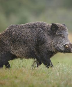 ASF – koszt utylizacji dzika wynosi nawet do 1500 złotych za sztukę