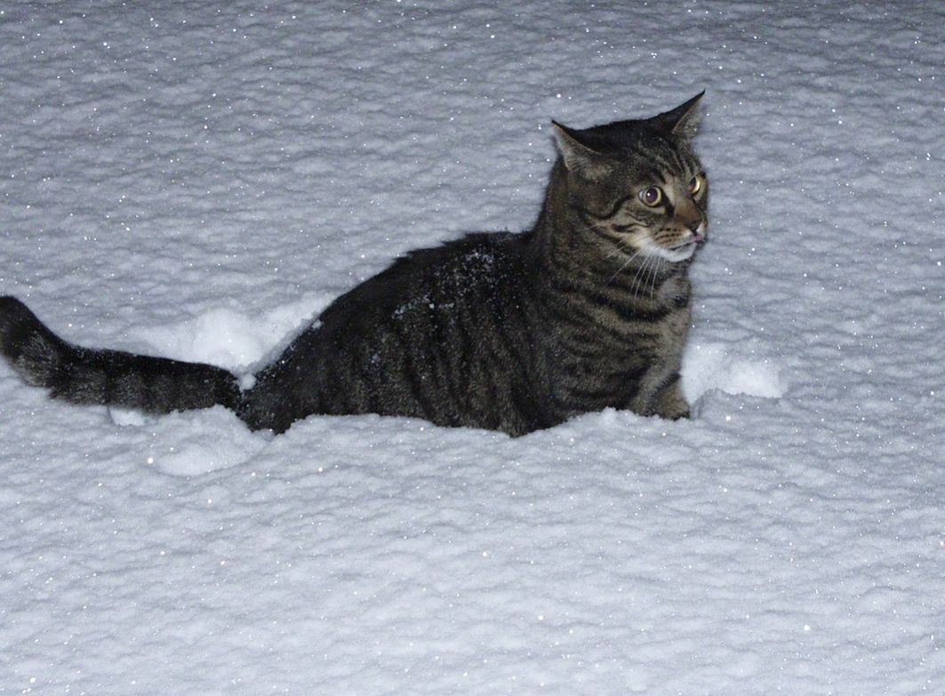 Odwieczni wrogowie: koty kontra śnieg