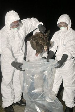Kolejne przypadki ptasiej grypy w Polsce i na świecie