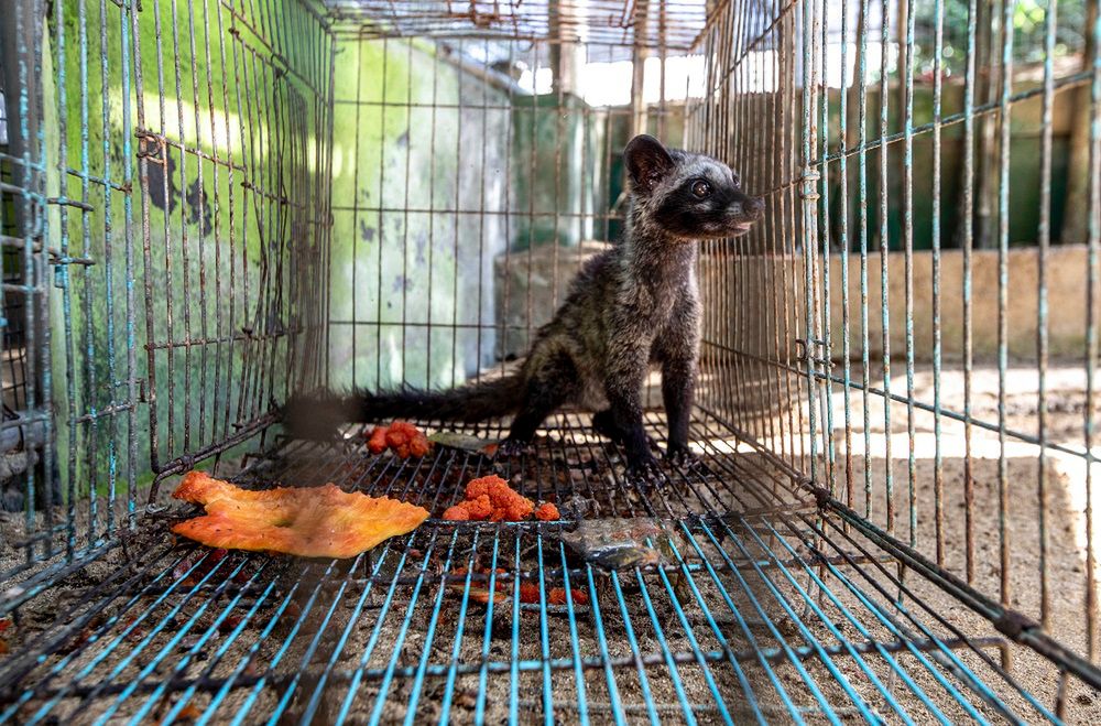 Nie każda kopi luwak jest naznaczona cierpieniem zwierząt