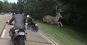 #dziejesiewmoto: motocyklista przewrócony przez jelenia