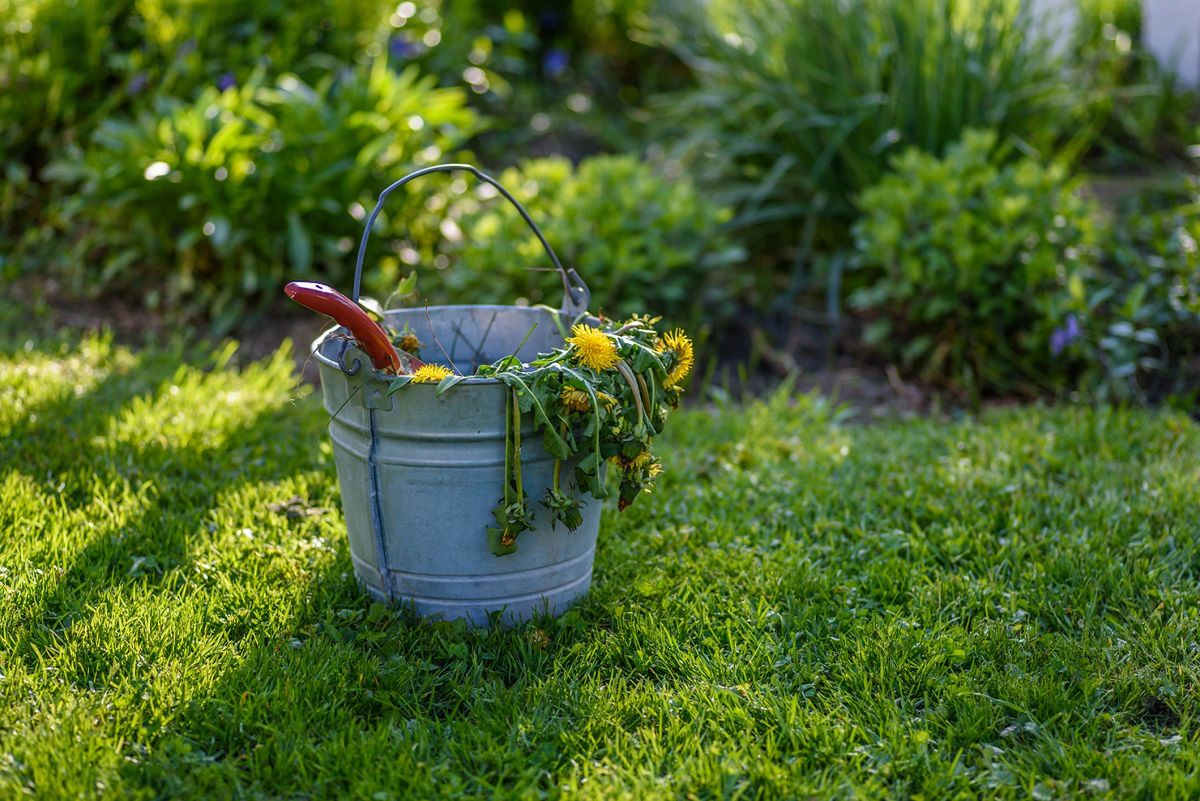 Gnojówka i inne preparaty z mniszka świetnie sprawdzają się w ogrodzie. Fot. Getty Images