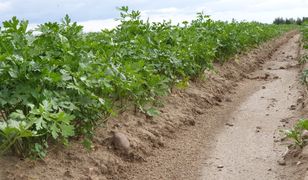 Pietruszka pozwoli ci zarobić setki tysięcy zł. Zobacz jak zostać jej królem