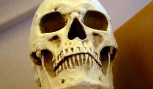 Pytamy o szkielet i kości. Quiz nie tylko dla fanów „Było sobie życie”.