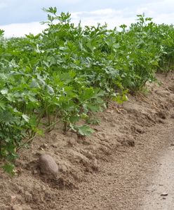 Pietruszka pozwoli ci zarobić setki tysięcy zł. Zobacz jak zostać jej królem