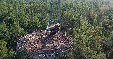 Jastrząb znów zaatakował