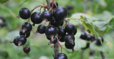 Plantator na owocach dużo nie zarobi. To pośrednicy zgarniają najwięcej