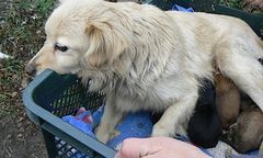 Nowa Ruda. Przywiązała suczkę, a szczeniaki wrzuciła do toalety. Pisk usłyszał sąsiad