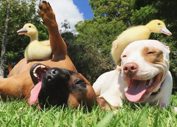 Adoptowali psy i kaczki. Efekt robi piorunujące wrażenie