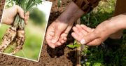 Namocz nasiona pietruszki jak moja babcia. Po wysianiu korzenie są zdrowe i duże
