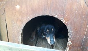 Zabił deskami budę i zostawił ją przy drodze. W środku była suczka i czworo szczeniąt