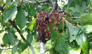 "W ciągu jednej nocy wszystko szlag trafił ". Ceny owoców pójdą w górę