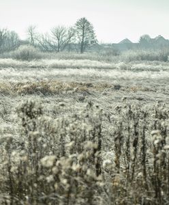 Pogoda. Będzie zimno, pojawią się przymrozki. Ale deszczu nadal mało