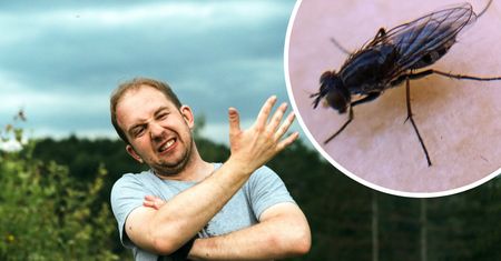 Sezon na meszki w pełni! Mogą nawet zmiażdżyć tkanki, więc lepiej trzymać je na dystans