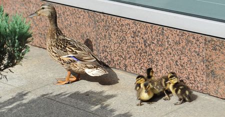 Wyjątkowe bestialstwo. Zadeptał 19 zwierząt