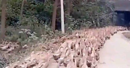 Chiny wyślą do Pakistanu armię kaczek .Ma pokonać plagę szarańczy