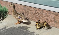 Wyjątkowe bestialstwo. Zadeptał 19 zwierząt