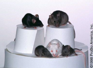 Białe myszki po ecstasy pomogą ludziom