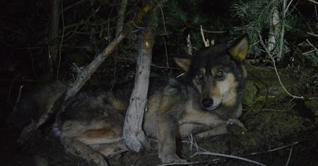 Wilk w sidłach kłusowników. Dzięki współpracy wielu służb udało się uratować ranne zwierzę