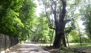 Dąb Mieszko I spłonął w czerwcu. Śledczy znają przyczyny pożaru najstarszego drzewa w stolicy