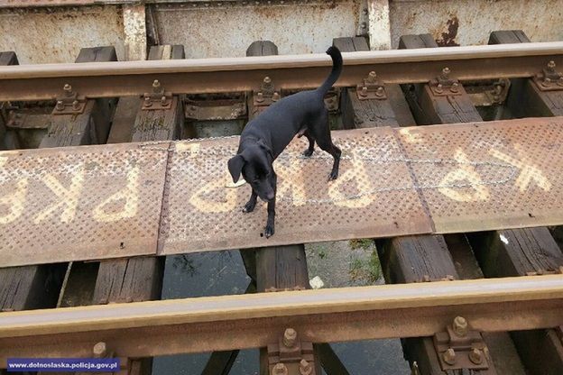 Uratował psa przywiązanego łańcuchem do torów kolejowych