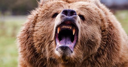 Niedźwiedź grizzly zaatakował Kanadyjczyka. Uratował go scyzoryk