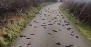 Kilkaset martwych ptaków na drodze. "Jak gdyby runęły z nieba"