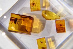 Gąsienica w bursztynie sprzed 44 milionów lat. Niezwykłe odkrycie znad Bałtyku