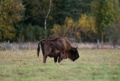 Żubr z odciętą głową znaleziony pod Słupskiem. Myśliwy dla WP: to bulwersujące