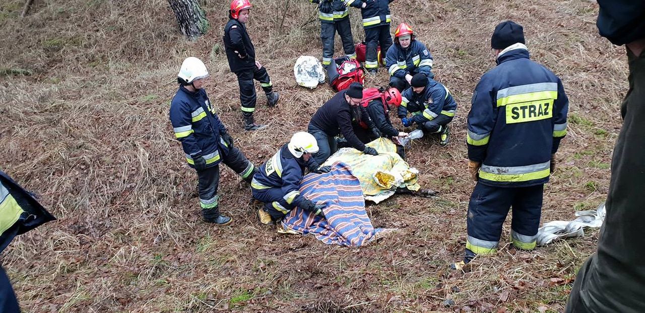 Pod żubrem załamał się lód. Akcja ratunkowa trwała pięć godzin