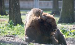 Dąbrówno. Znaleziono żubra z odciętą głową. Nowe fakty