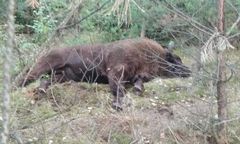 Samochód zderzył się z żubrem na DK nr 10. Zwierzę nie przeżyło wypadku