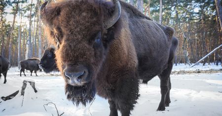Puszcza Białowieska – cały świat będzie mógł zobaczyć ją przez internet