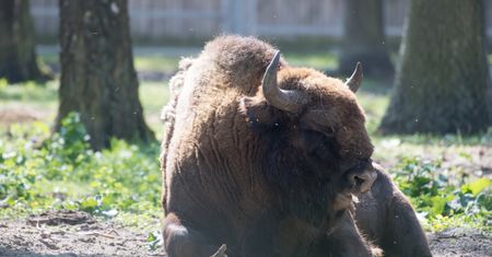 Dąbrówno. Znaleziono żubra z odciętą głową. Nowe fakty