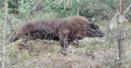 Samochód zderzył się z żubrem na DK nr 10. Zwierzę nie przeżyło wypadku